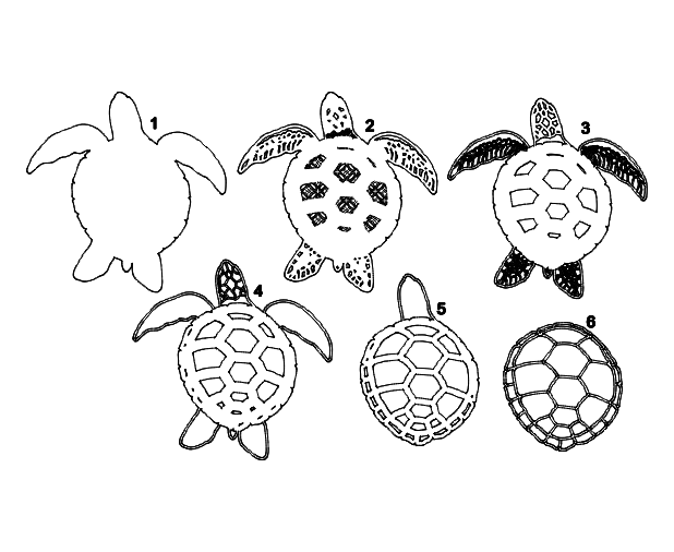 Layered Turtle