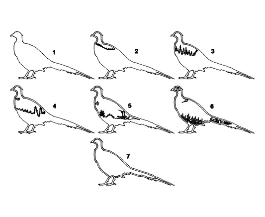 Layered Pheasant Hunting Frame Design